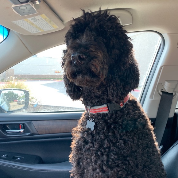 Meet your Posher, Paige - Picture 1 of 1